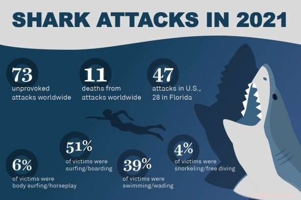 Shark Week, the  Jaws  Effect, and How Great White Sharks Are Shaping Human Behavior