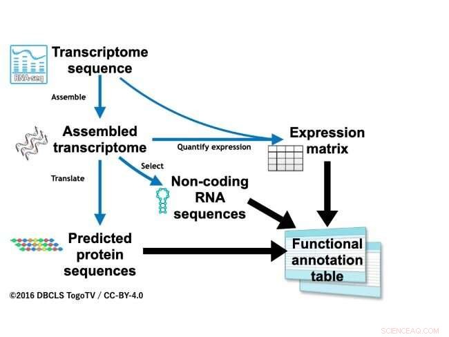 Scientists Pioneer Advanced Genome Editing in Entomological Research