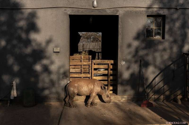 New South African Sanctuary Welcomes Over 30 Rhino Orphans