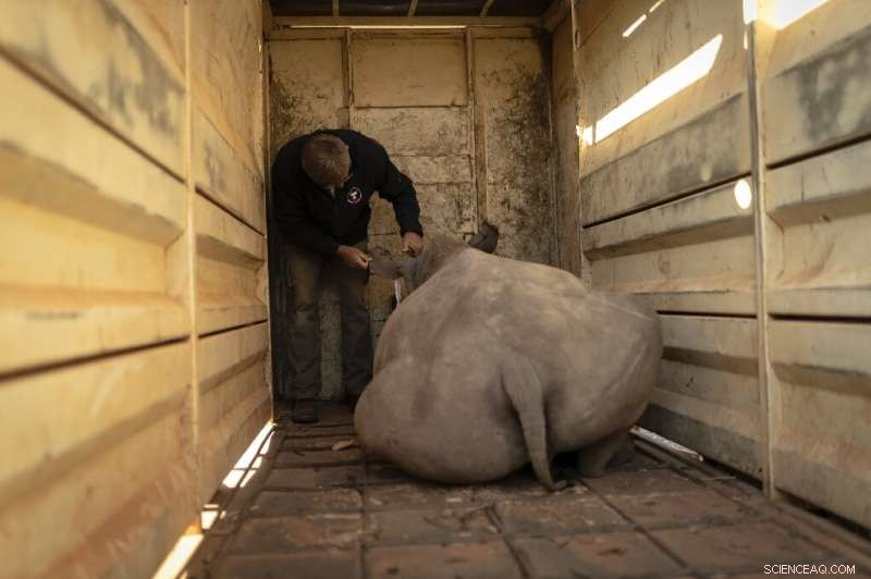 New South African Sanctuary Welcomes Over 30 Rhino Orphans