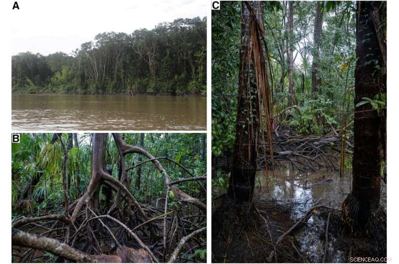Freshwater Mangrove Forests Discovered in Amazon Delta