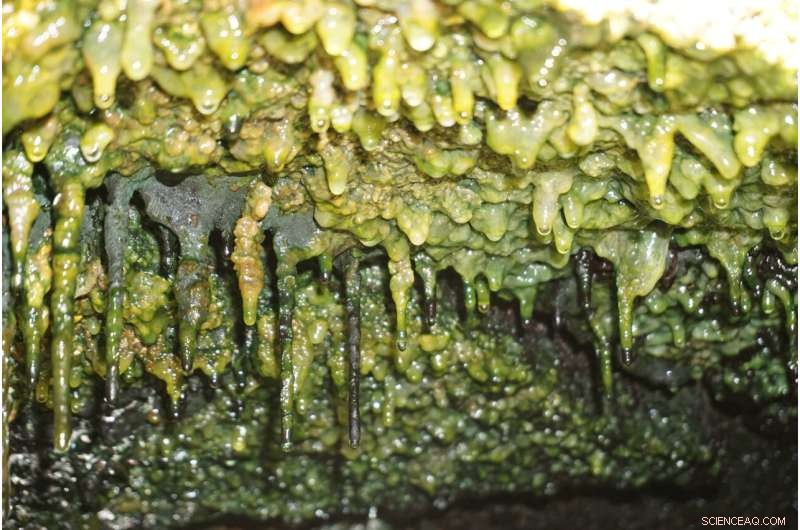 Hidden Microbial Life: Hawaiʻi s Ancient Lava Caves Harbor Thousands of Undiscovered Bacteria