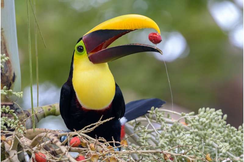 Competition Drives Narrow Elevation Ranges in Tropical Mountain Birds