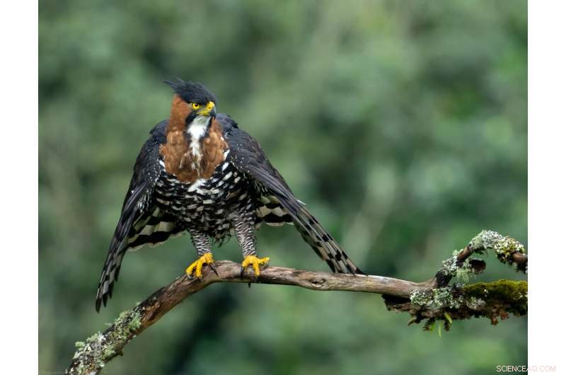Competition Drives Narrow Elevation Ranges in Tropical Mountain Birds