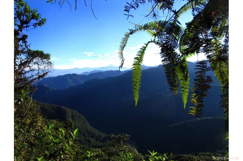 Competition Drives Narrow Elevation Ranges in Tropical Mountain Birds