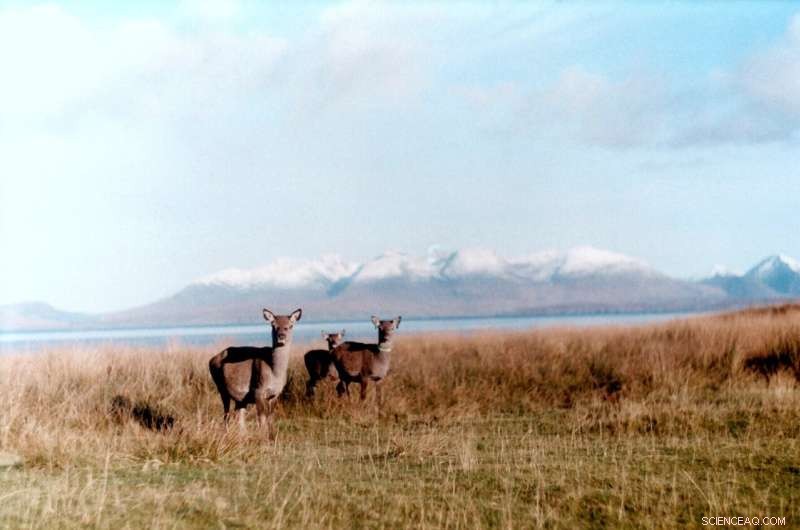Lonely Old Deer: Aging Red Deer Reduce Social Interaction