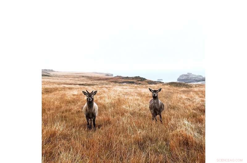 Lonely Old Deer: Aging Red Deer Reduce Social Interaction