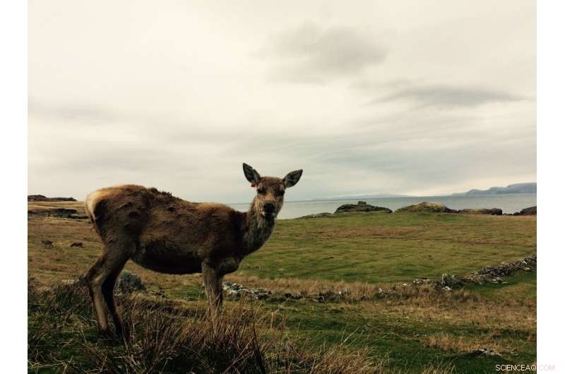 Lonely Old Deer: Aging Red Deer Reduce Social Interaction
