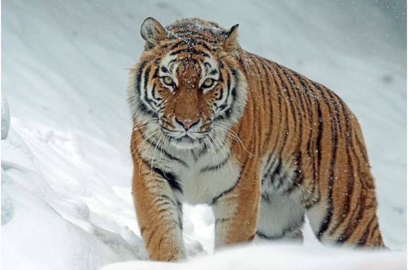 Strengthening Legislation is Key to Safeguarding Large Carnivores from Extinction