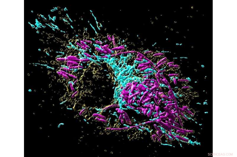 Decoding Organelle Crosstalk: How It Restricts Salmonella Growth in Macrophages