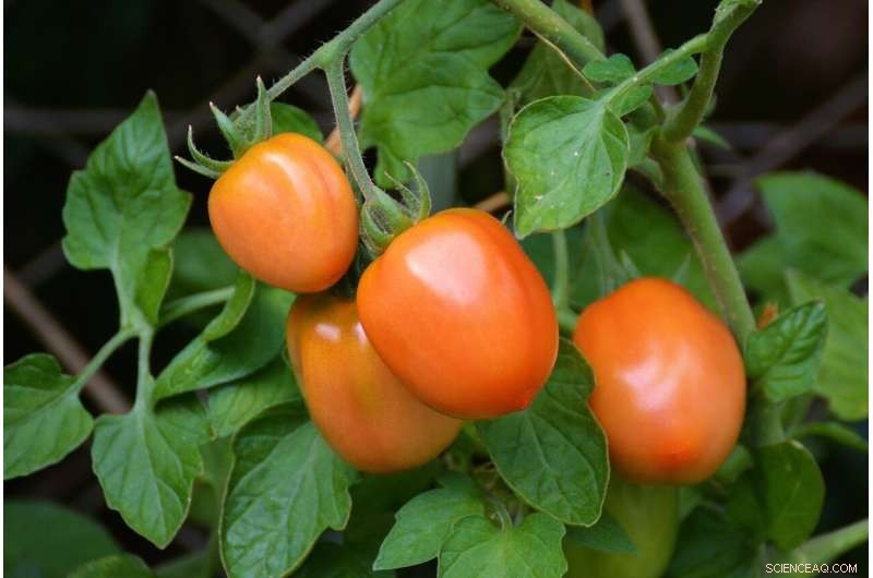 Urban Agriculture Study Shows Tomatoes Take Less Lead, While Workers and Gardeners Face Greater Exposure