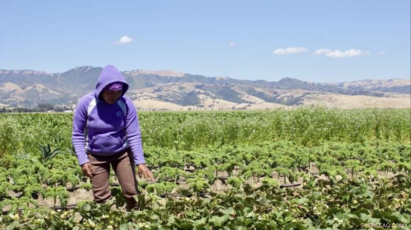 Farm Size Influences Sustainable Practices in Organic Agriculture