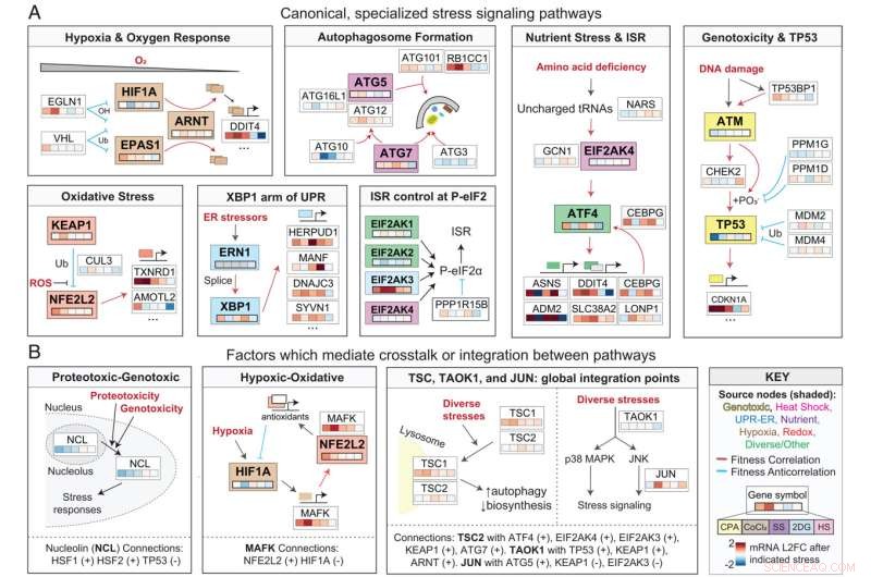 Scientists Map Cellular Stress Response Networks to Uncover Key Signaling Pathways