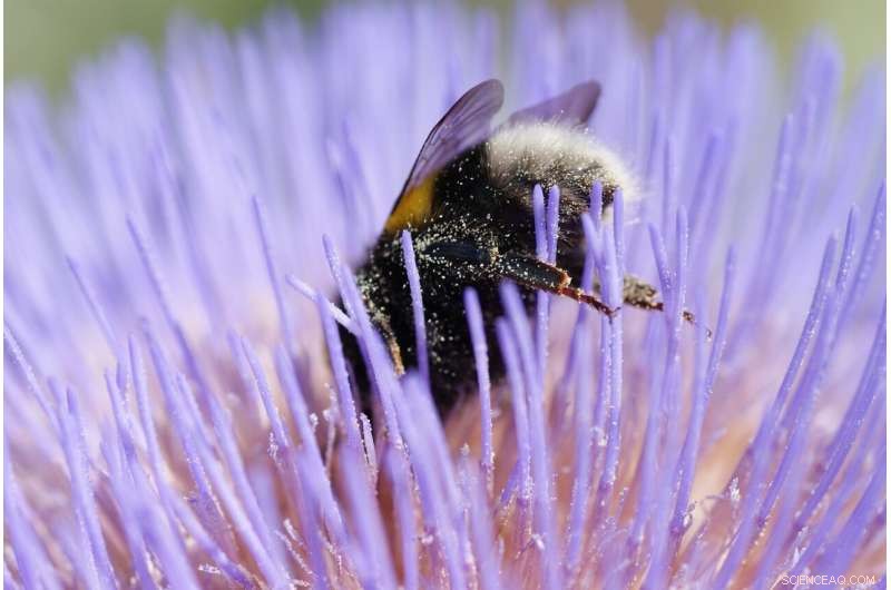 Pollinator Decline Threatens Plant Coexistence, New Research Shows