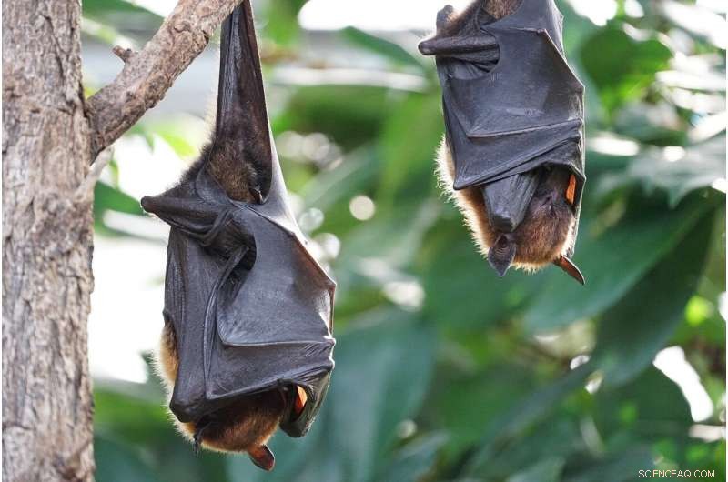 Tiny Bat Bodies Achieve Optimal Balance Between Flight Efficiency and Heat Dissipation