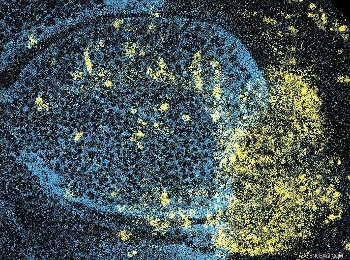 How Taste Sensors Maintain Protein Homeostasis in Fruit Flies