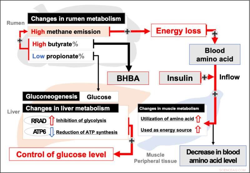 High Methane Emission in Japanese Black Cattle: Physiological Traits & Liver Transcriptome Insights