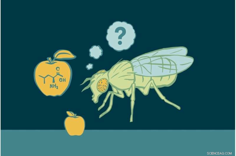 A Metabolic Protein Reveals How Flies Select Nutrient‑Balanced Foods