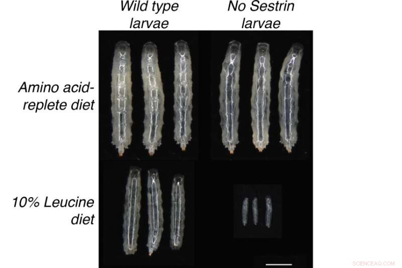 A Metabolic Protein Reveals How Flies Select Nutrient‑Balanced Foods