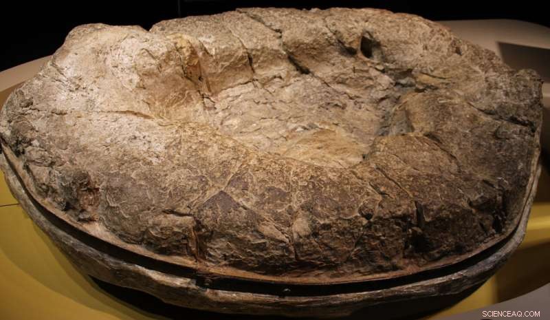 100-Million-Year-Old Dinosaur Footprints Discovered in Chinese Restaurant Courtyard