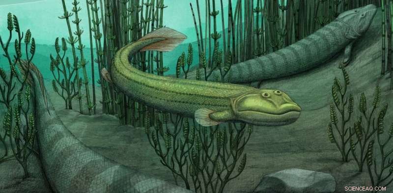 Discover Qikiqtania: The Aquatic Fossil Fish That Stayed in Water While Early Tetrapods Explored Land