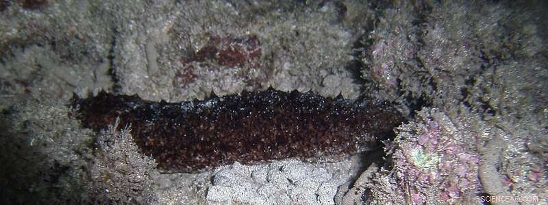 Sea Cucumbers: A Sustainable Solution for Modern Fish Farming
