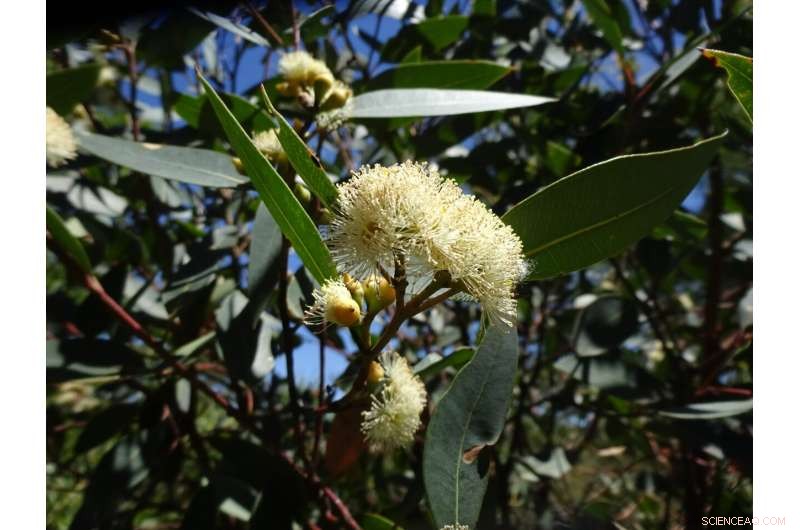 Hybridization Study Offers Hope for Endangered Eucalyptus sp. Cattai