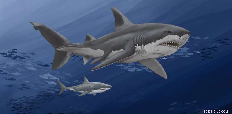 New Analyses of Giant Fossilized Megalodon Teeth Shed Light on Their Extinction
