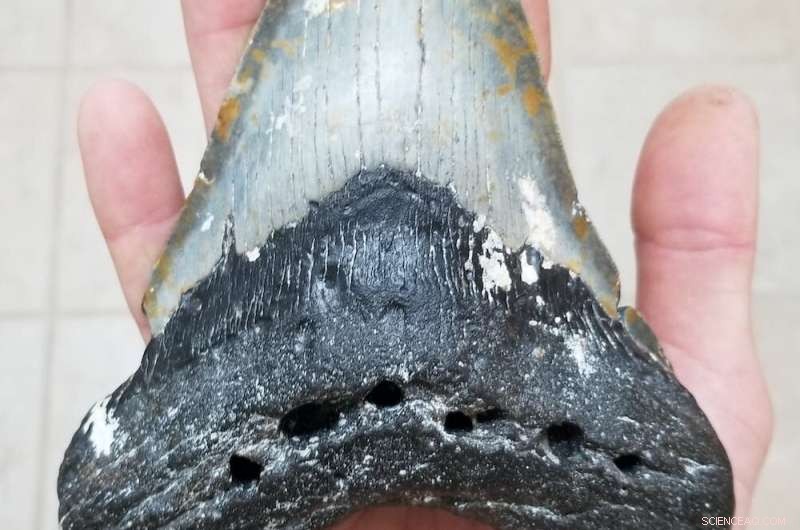 New Analyses of Giant Fossilized Megalodon Teeth Shed Light on Their Extinction