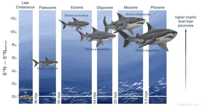 New Analyses of Giant Fossilized Megalodon Teeth Shed Light on Their Extinction