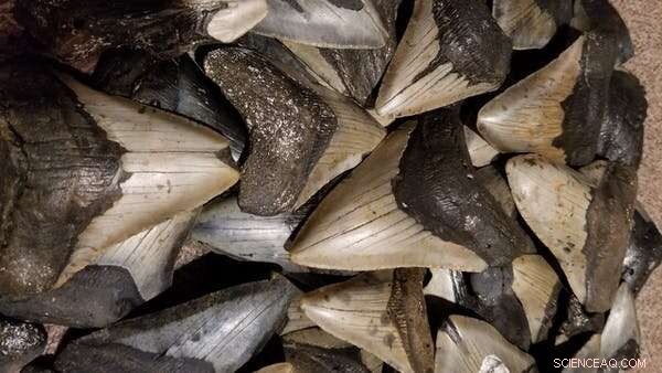 New Analyses of Giant Fossilized Megalodon Teeth Shed Light on Their Extinction