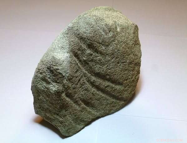 New Analyses of Giant Fossilized Megalodon Teeth Shed Light on Their Extinction