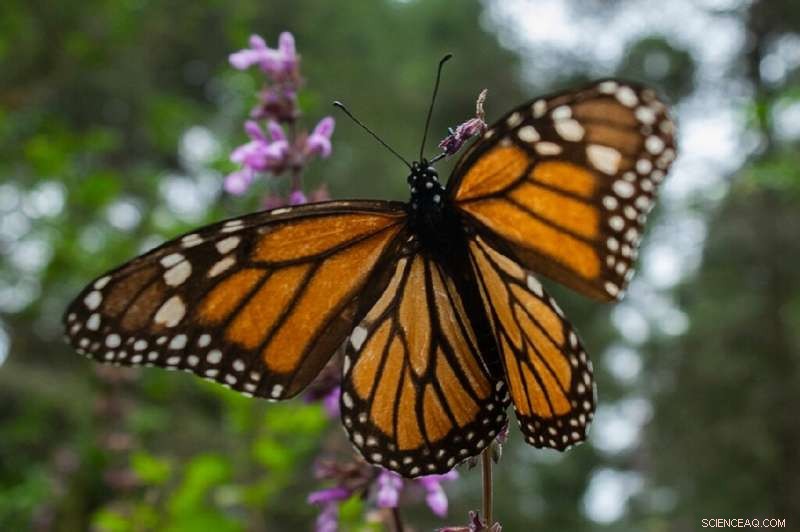 Wild Bengal Tigers Count Up 40% — New Data Reveals 5,578 Individuals