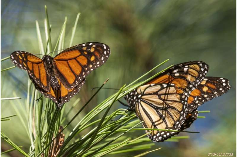 Monarch Butterflies Declared Endangered as Populations Decline