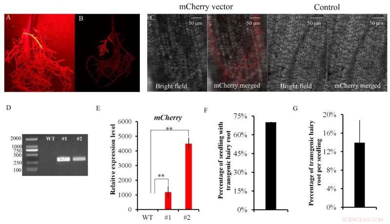 Innovative Technique Enables Transgenic Hairy Root Production in Tung Tree Seedling Stems