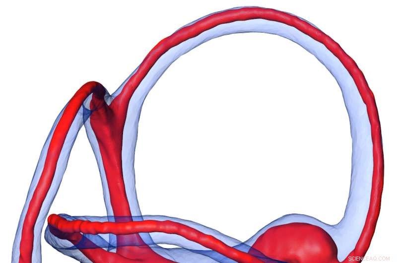 Mammals weren’t the first to evolve endothermy: New research shows earlier warm‑blooded species