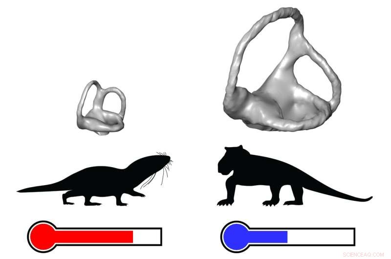 Mammals weren’t the first to evolve endothermy: New research shows earlier warm‑blooded species