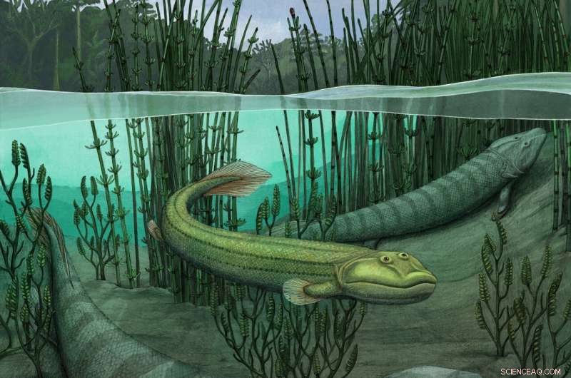 New Fossil Uncovers Four-Legged Fishapod That Remained Aquatic as Tiktaalik Took to Land