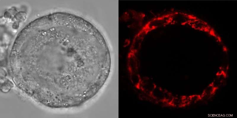 Scientists Reveal How Human Eggs Stay Viable for Decades