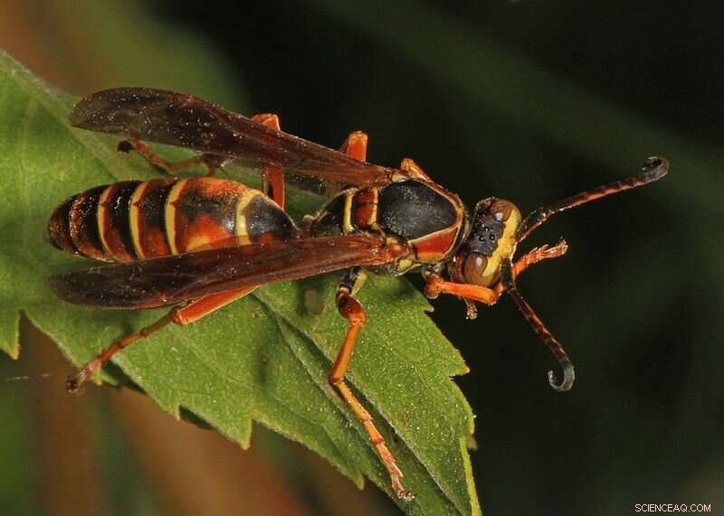 Paper Wasps Can Distinguish Between Identical and Distinct Objects