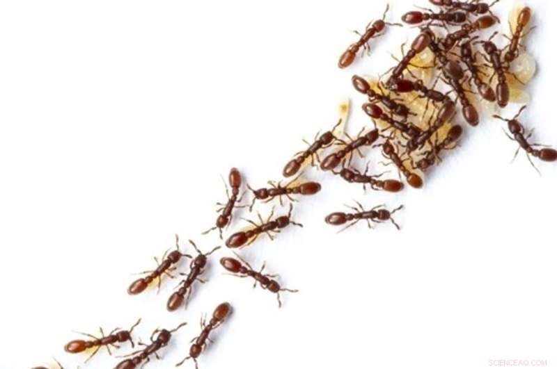 Ant Colonies Mimic Neural Networks in Collective Decision-Making