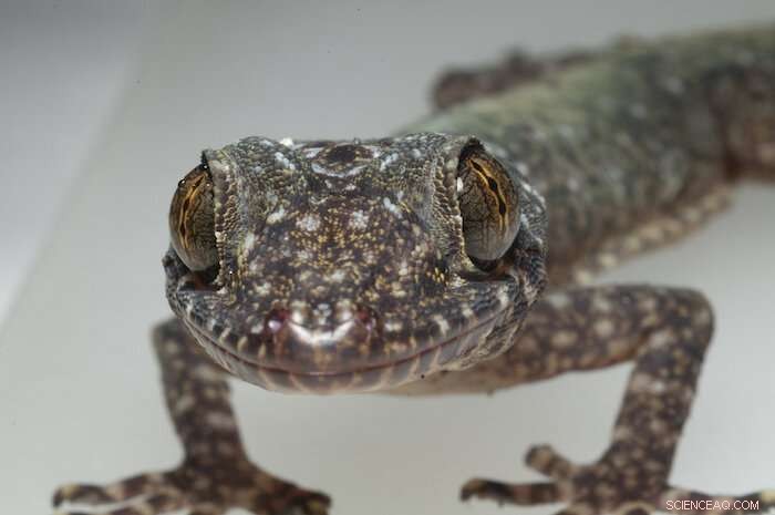 New Phylogenetic Insight: Ice Age Sea-Level Shifts Shaped Philippine Gekko Evolution