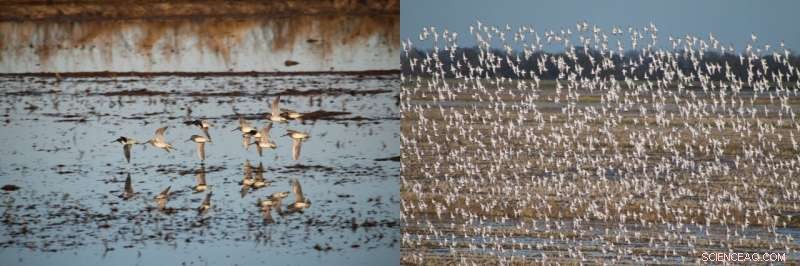 Global Climate Patterns Influence U.S. Bird Migration Timing