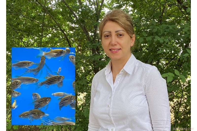 Researchers Discover DNA Hotspots Triggering Sex Change in Zebrafish Under Heat Stress