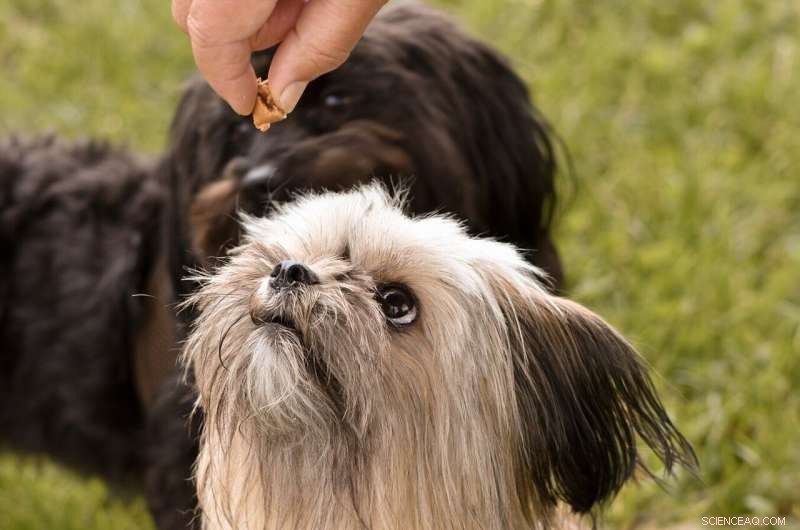 Raw Meat Diets in Dogs Linked to Higher Levels of Antibiotic-Resistant Bacteria