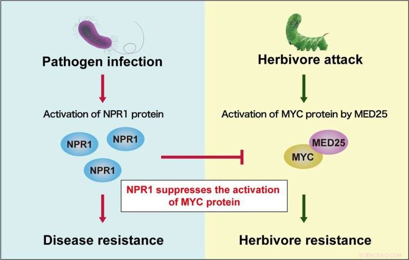 New Protein Discovery Advances Development of Insect-Resistant Crops
