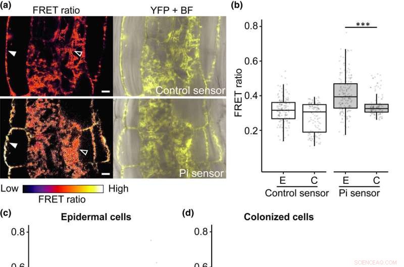 Advanced Phosphate Biosensors Promise Optimized Fertilizer Use