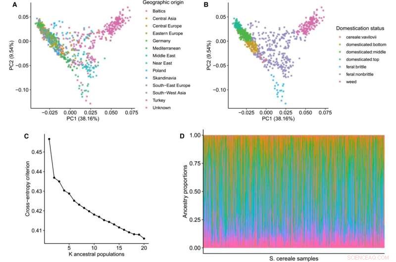 Rye’s Evolution: How Early Farmers Shaped a More Stable Crop