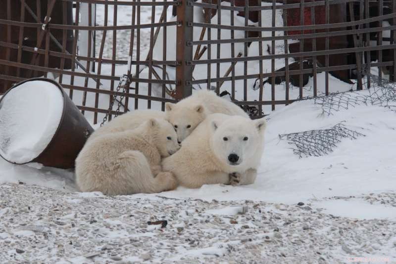 Trash Attracts 50+ Polar Bears to Russian Village, Endangering Humans and Their Cubs