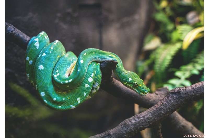 Exotic Snakebite Cases Surge in the UK, Highlighting Pet Trade Risks